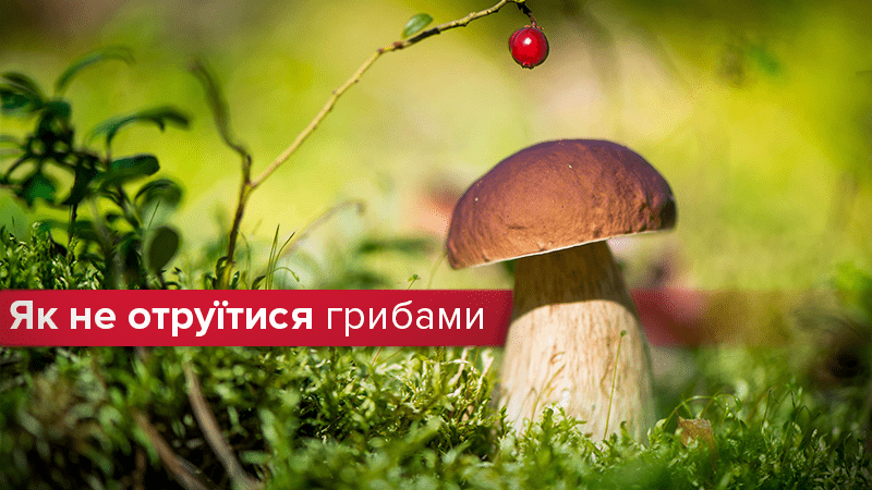 Отруєння грибами: профілактика та перша допомога